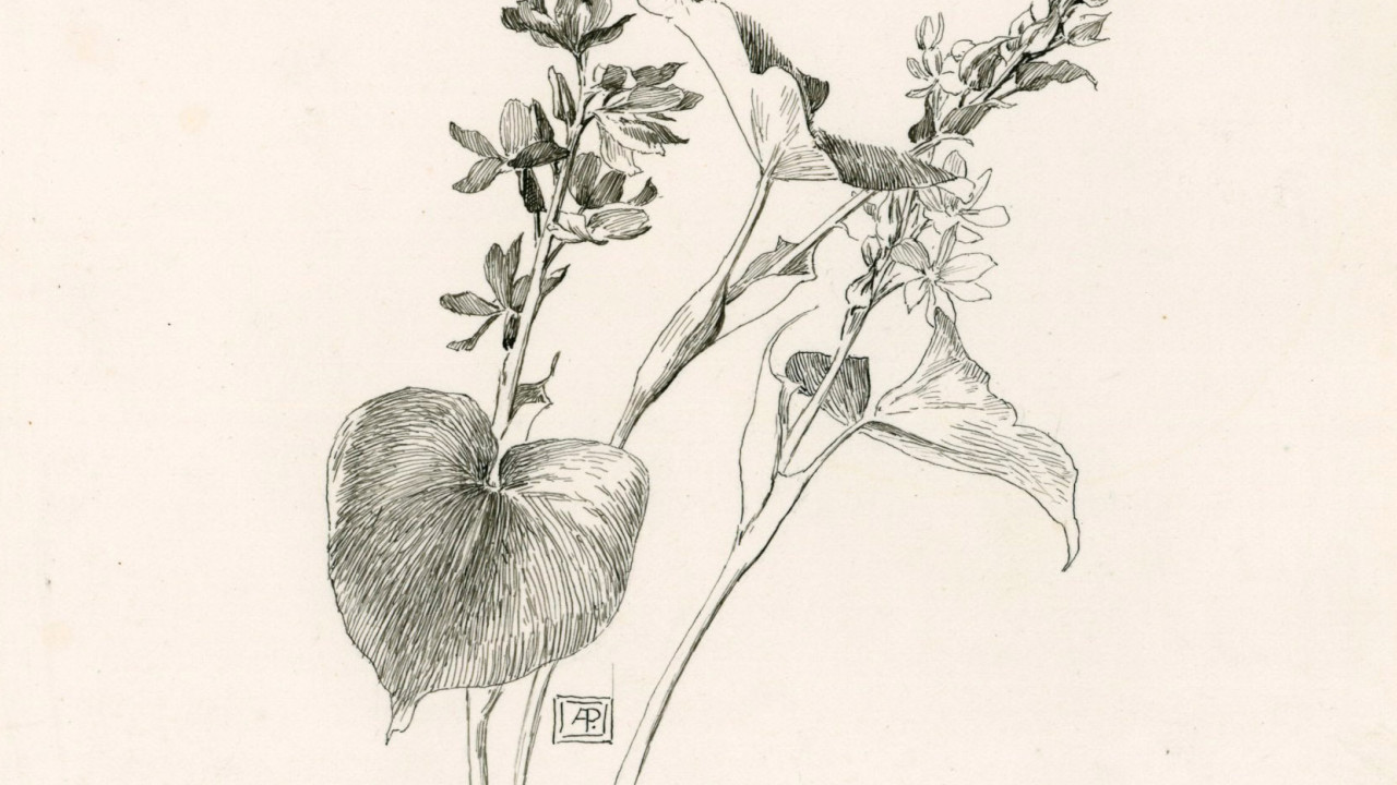 Botanical illustration :: Behance