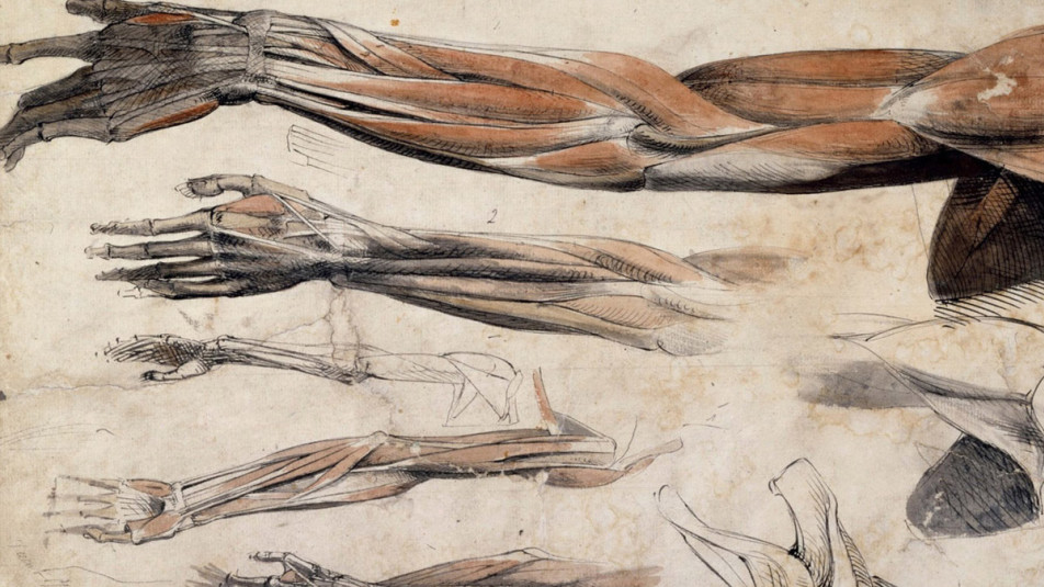 Human Anatomy Sketches on Behance