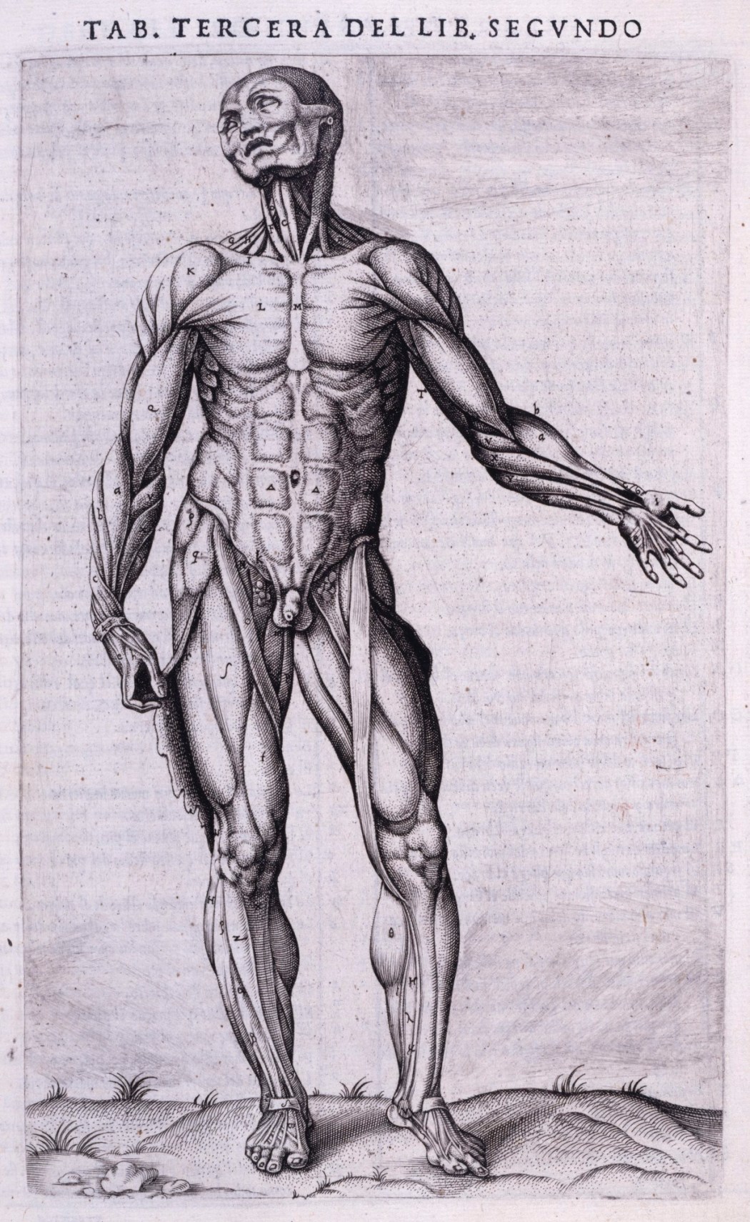 What is this sprout of the man? Andreas Vesalius (1543). : r/ArtHistory