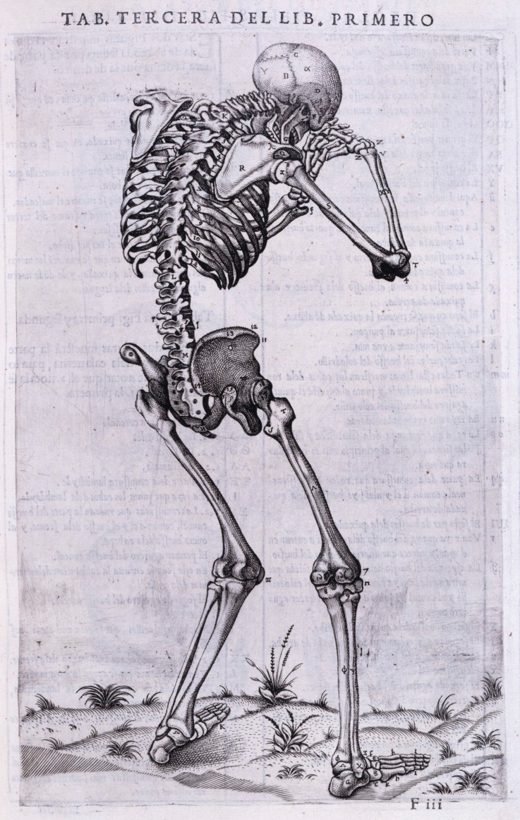 a The drawings of the human skeleton in Andreas Vesalius's book named... |  Download Scientific Diagram