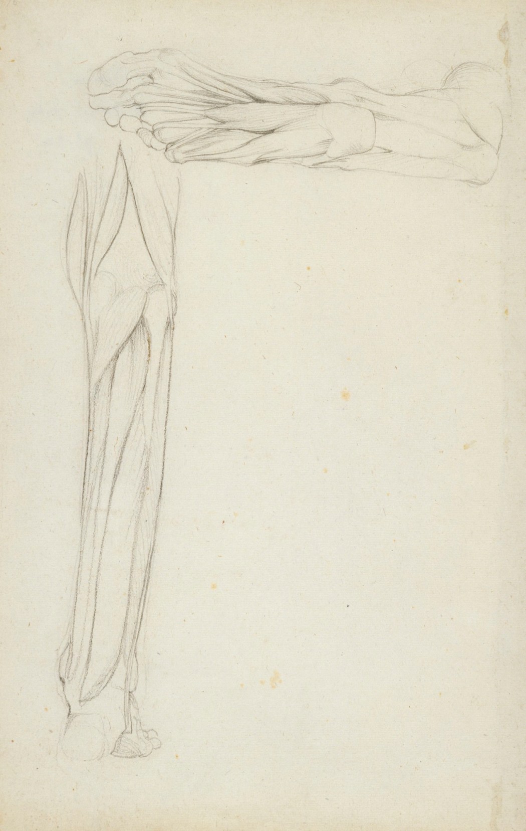 Outstretched Arm Drawing Reference Anatomical Studies Of The Bones And Muscles For The Use Of Artists From Drawings By The Late John Flaxman Esq R A Engraved By Henry Landseer With Two Additional Plates And Explanatory Notes anatomical studies of the bones and muscles for the use of artists from drawings by the late john flaxman esq r a engraved by henry landseer with two additional plates and explanatory notes