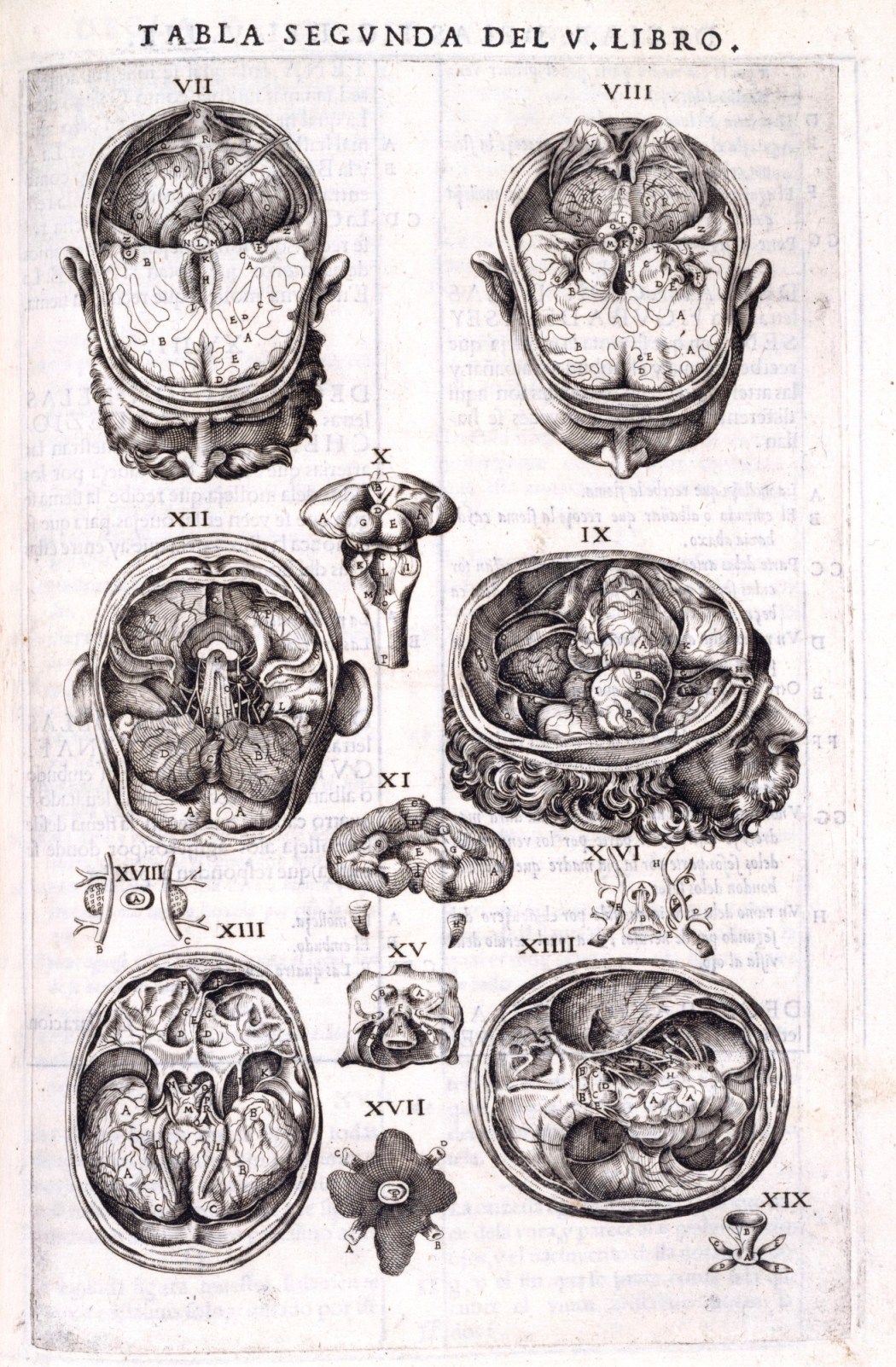 De Corporis Fabrica, p.244 | When Andreas Vesalius (1514 - 1… | Flickr