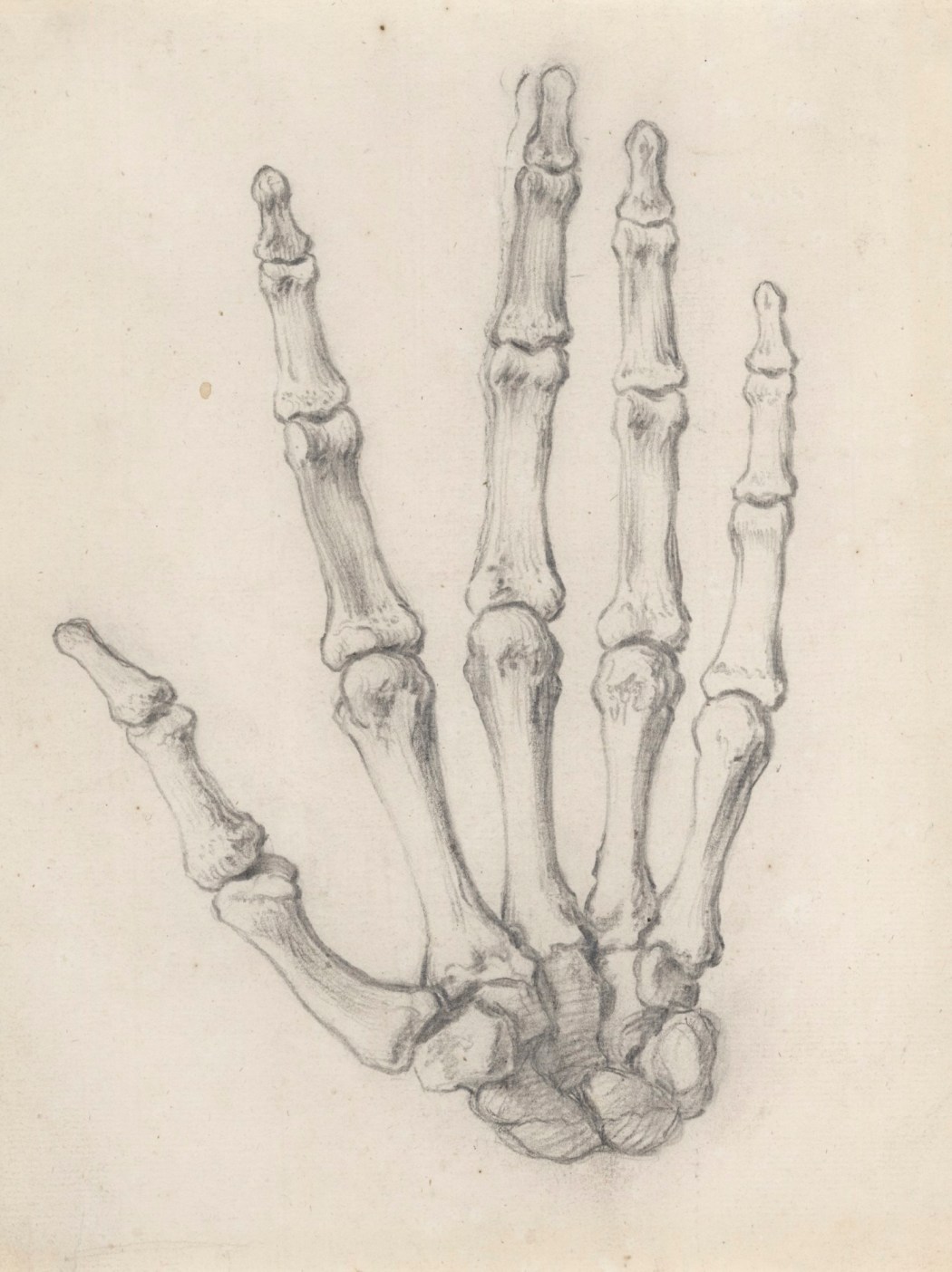 Skeleton torso, for Cheselden's Osteographia, Works of Art, RA Collection