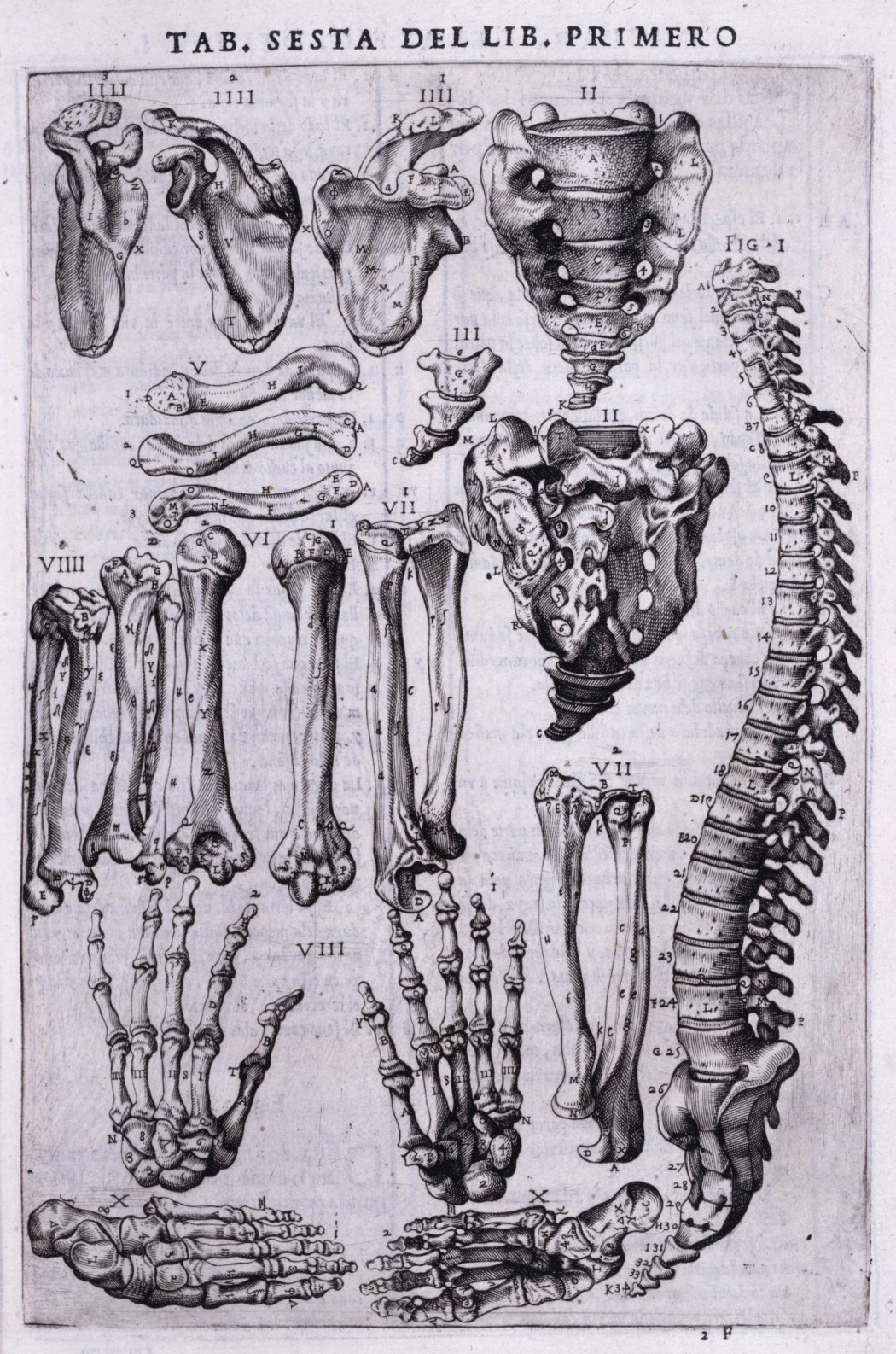 De Corporis Humani Fabrica Libri Septem pg 163 - Andreas Vesalius, 1543 |  Medical drawings, Andreas vesalius, Medieval books