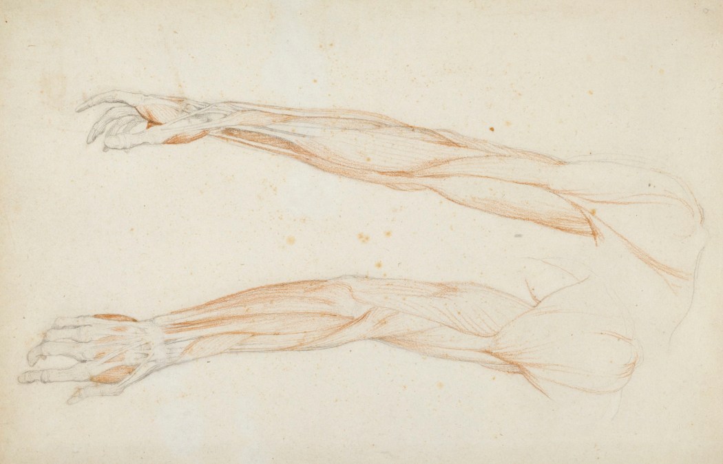 Outstretched Arm Drawing Reference Anatomical Studies Of The Bones And Muscles For The Use Of Artists From Drawings By The Late John Flaxman Esq R A Engraved By Henry Landseer With Two Additional Plates And Explanatory Notes anatomical studies of the bones and muscles for the use of artists from drawings by the late john flaxman esq r a engraved by henry landseer with two additional plates and explanatory notes