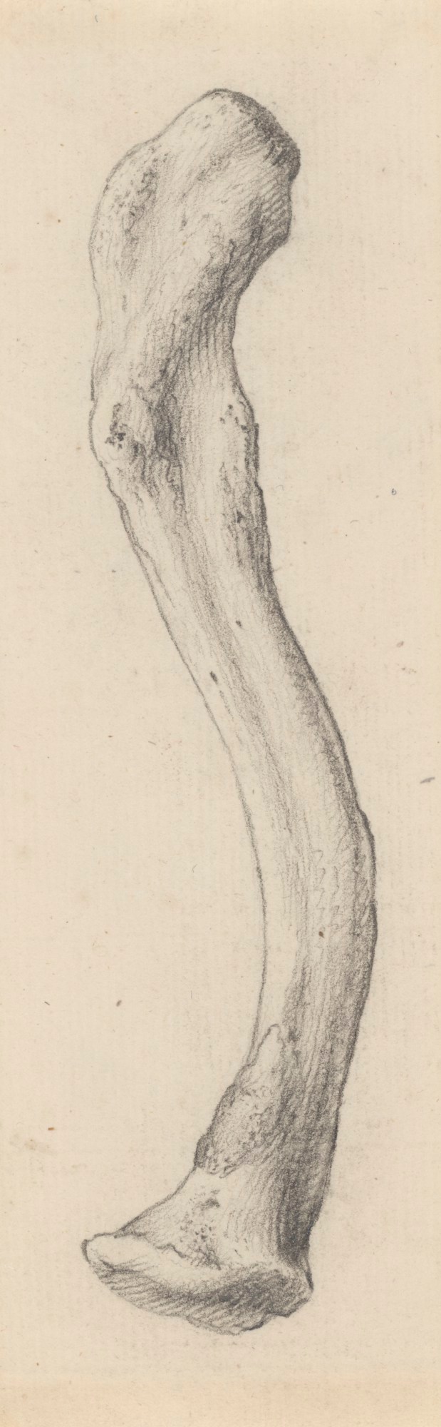 Drawing of the radius and ulna bones fused together, for Cheselden's  Osteographia, Works of Art, RA Collection