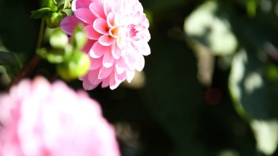 Dahlias in Emil Nolde's garden