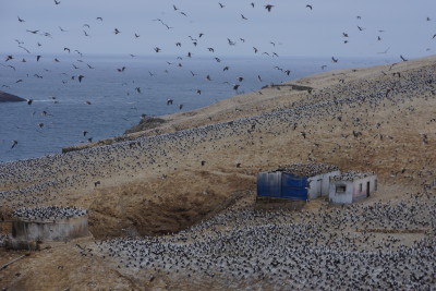 Dinh Q. Lê, Chincha Norte Island