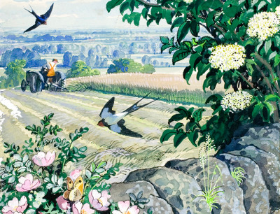 Charles Tunnicliffe RA, Wild rose, briar rose and elderflower on a stone wall (from 'What to Look for in Summer', detail)