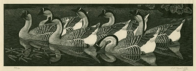 Charles Tunnicliffe RA, Chinese Geese