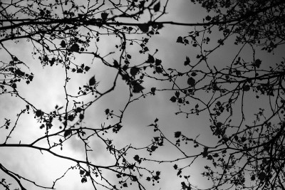 Branches by Nick Spence