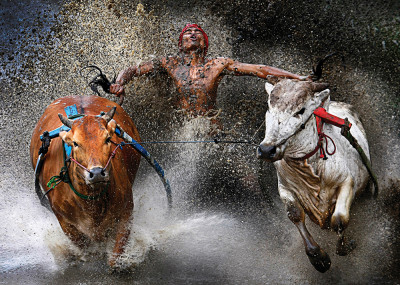 Wei Seng Chen, Pacu Jawi Bull Race, Indonesia