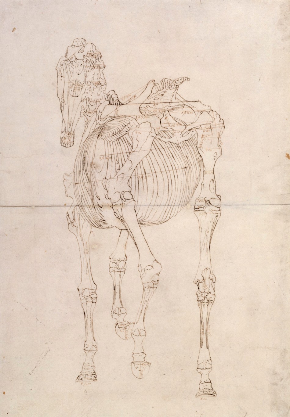 George Stubbs ARA, Measured working drawing for 'The Third Anatomical Table of the Skeleton of the Horse'