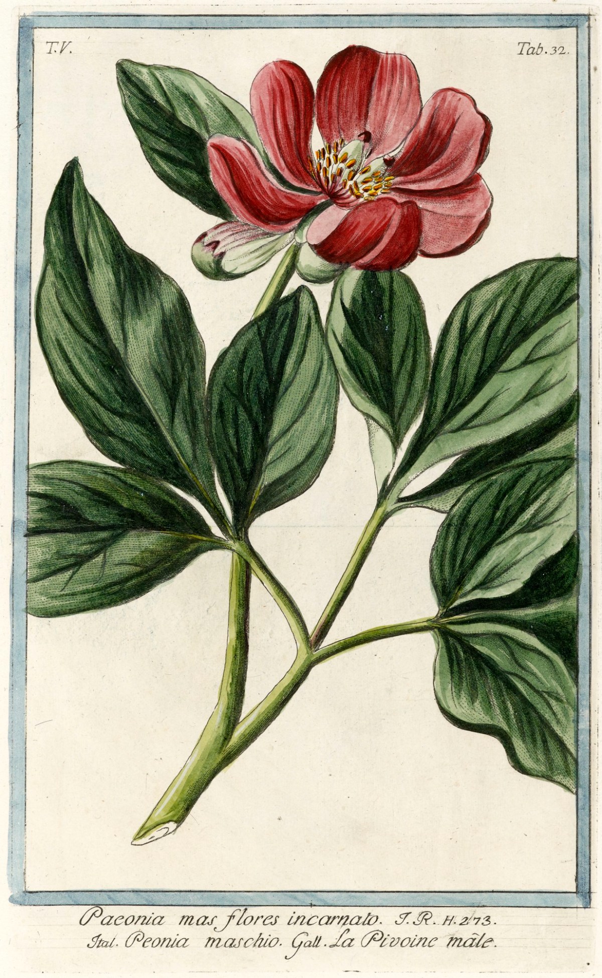 Peonia flores clearance