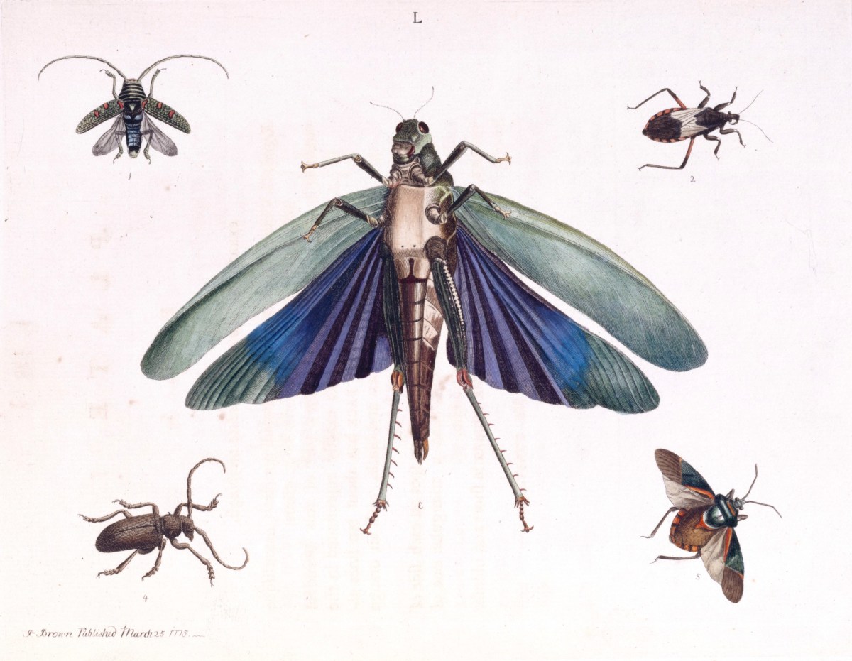 Peter Brown, New Illustrations Of Zoology, Containing Fifty Coloured Plates Of New, Curious, And Non-Descript Birds, With A Few Quadrupeds, Reptiles And Insects. Together With A Short And Scientific Description Of The Same. By Peter Brown.