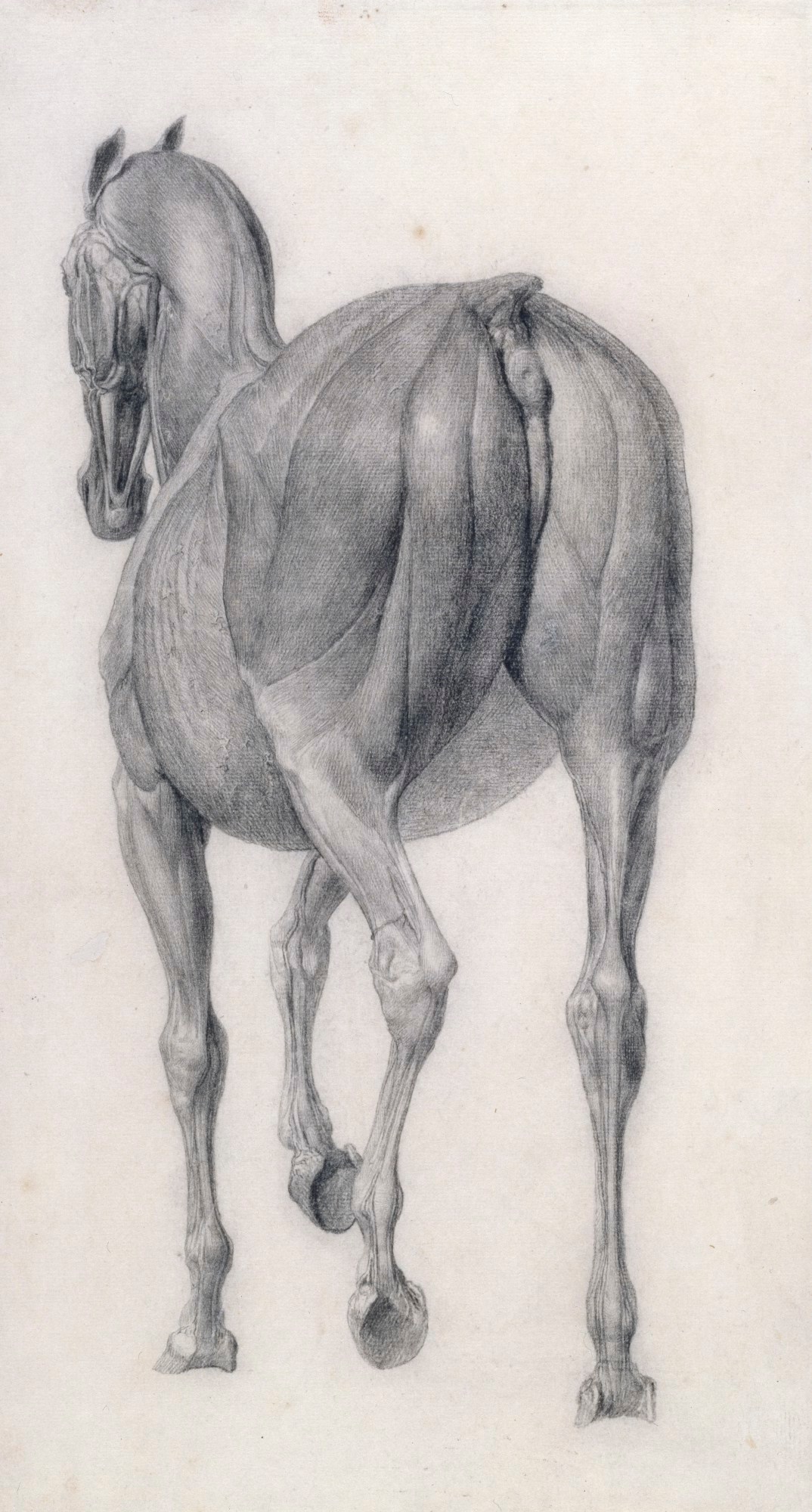 George Stubbs ARA, Finished study for 'The Twelfth Anatomical Table of the Muscles ... of the Horse'