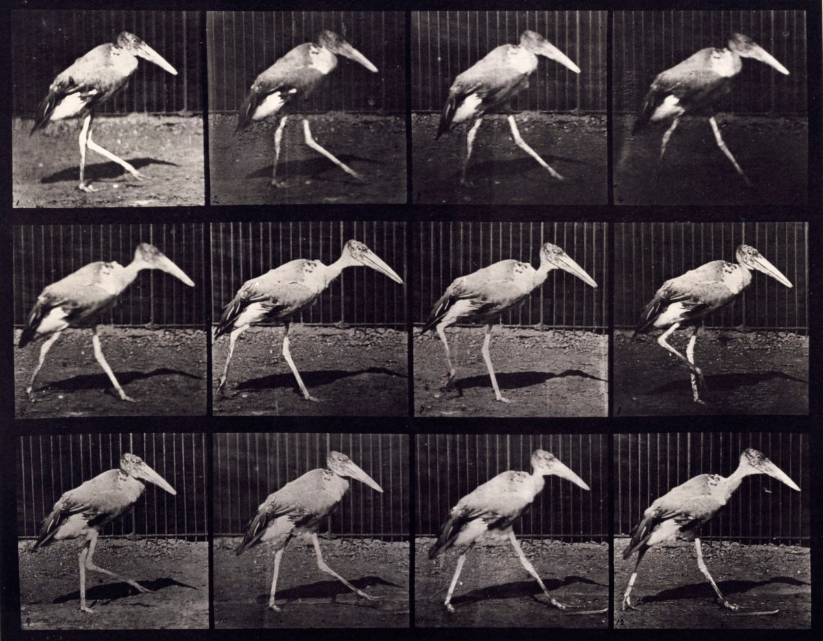 Eadweard Muybridge, Adjutant; walking,