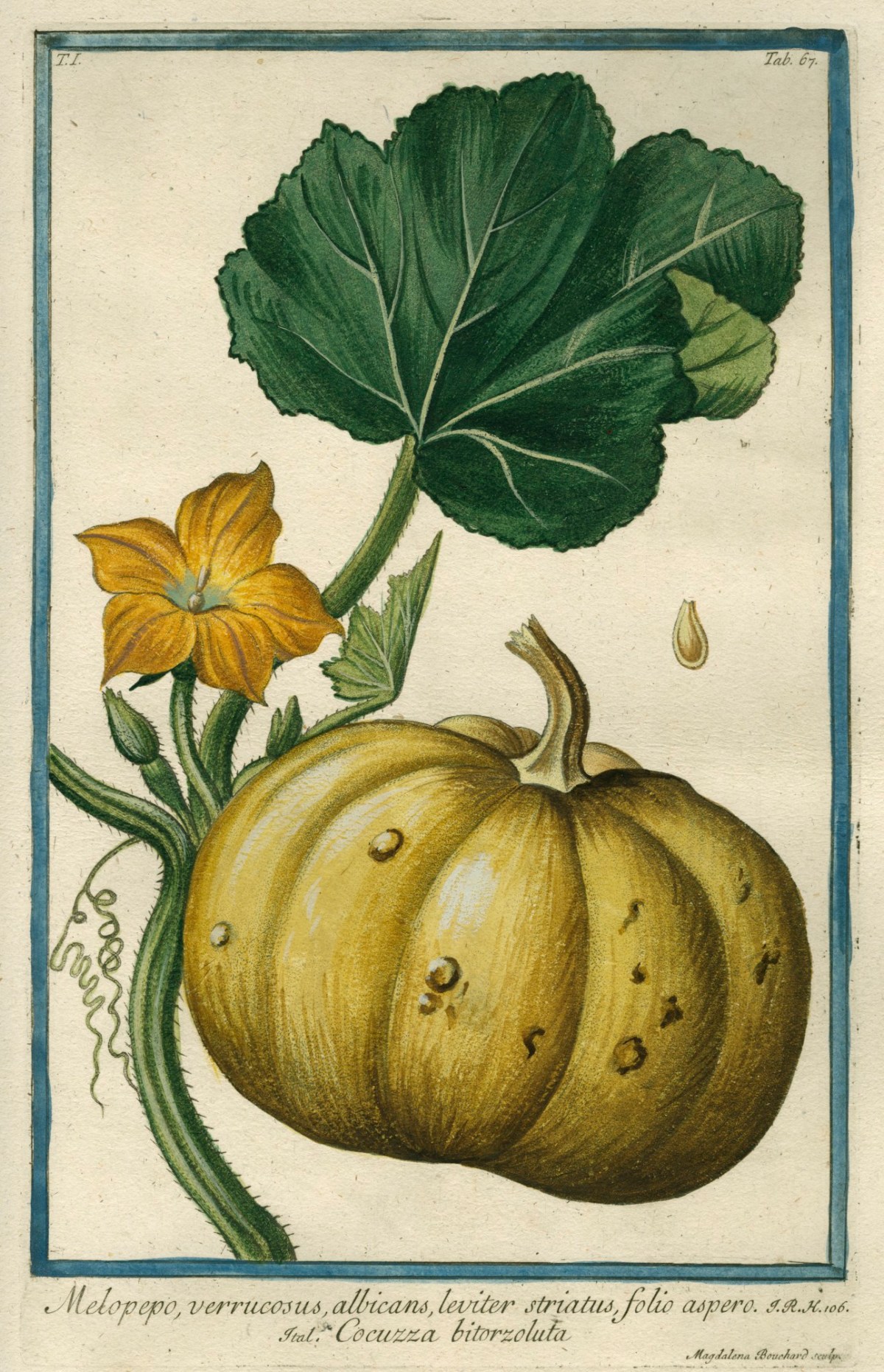 Cesare Ubertini, Melopepo