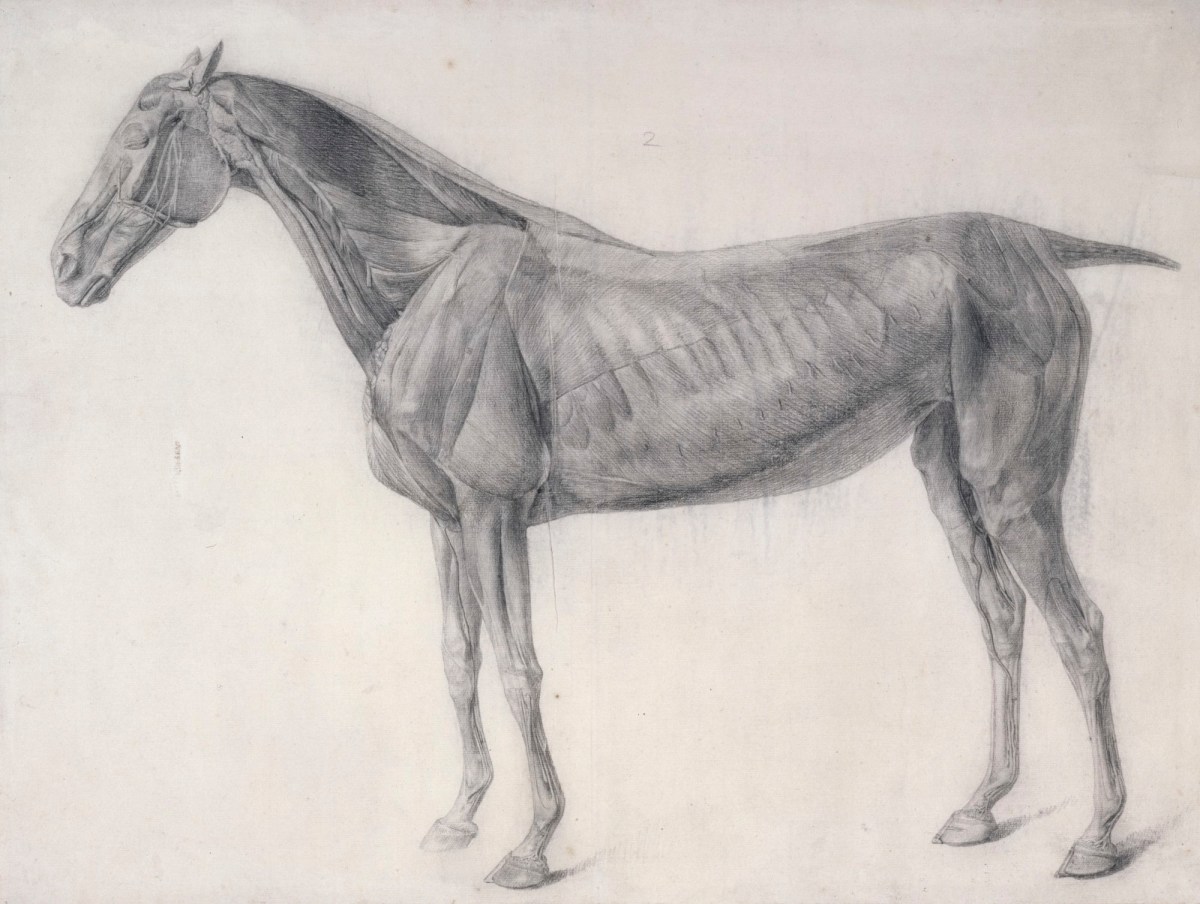 George Stubbs ARA, Finished study for 'The Second Anatomical Table of the Muscles ... of the Horse'