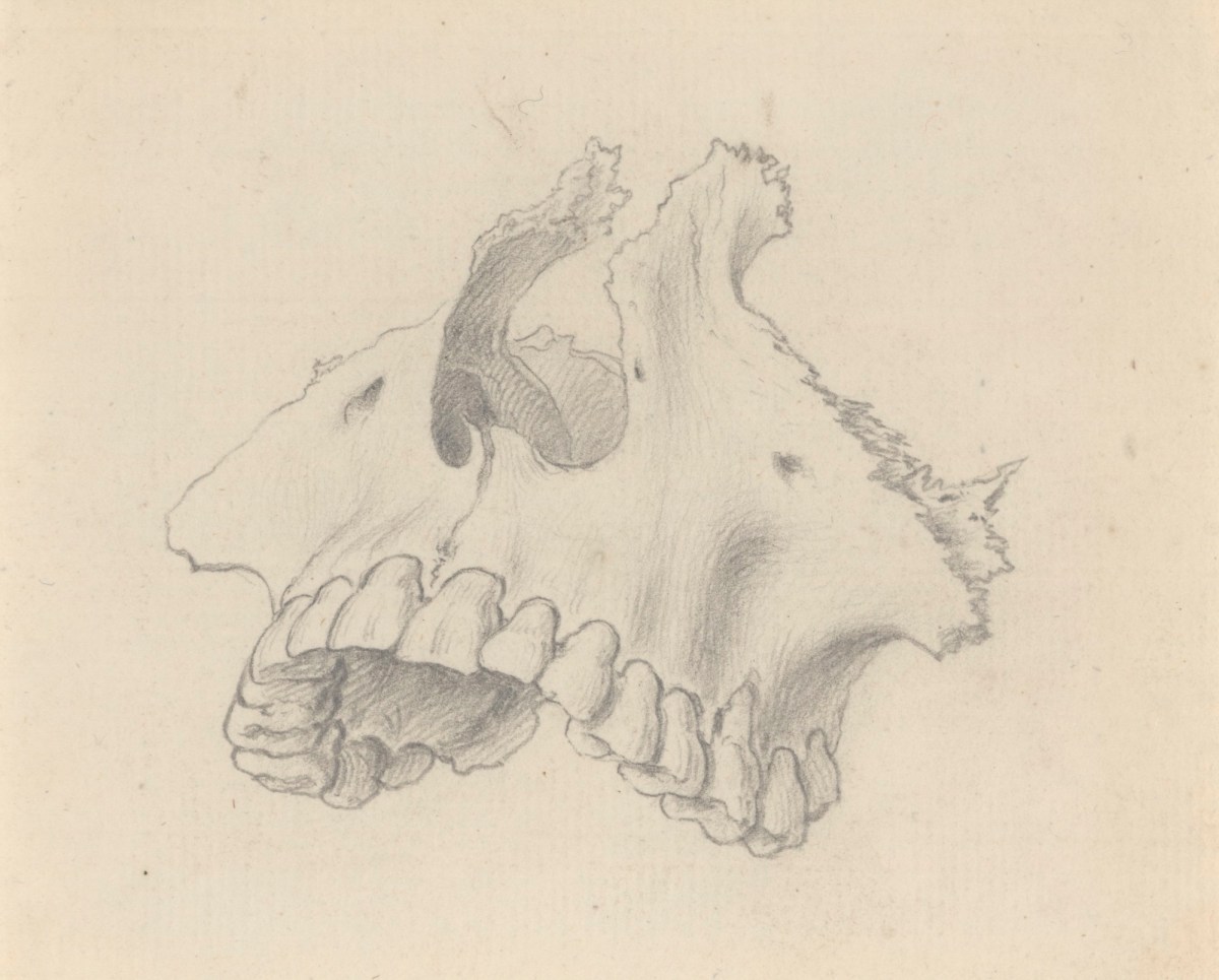 The Upper Jaw With Teeth Attached For Cheseldens Osteographia Works Of Art Ra Collection 6991