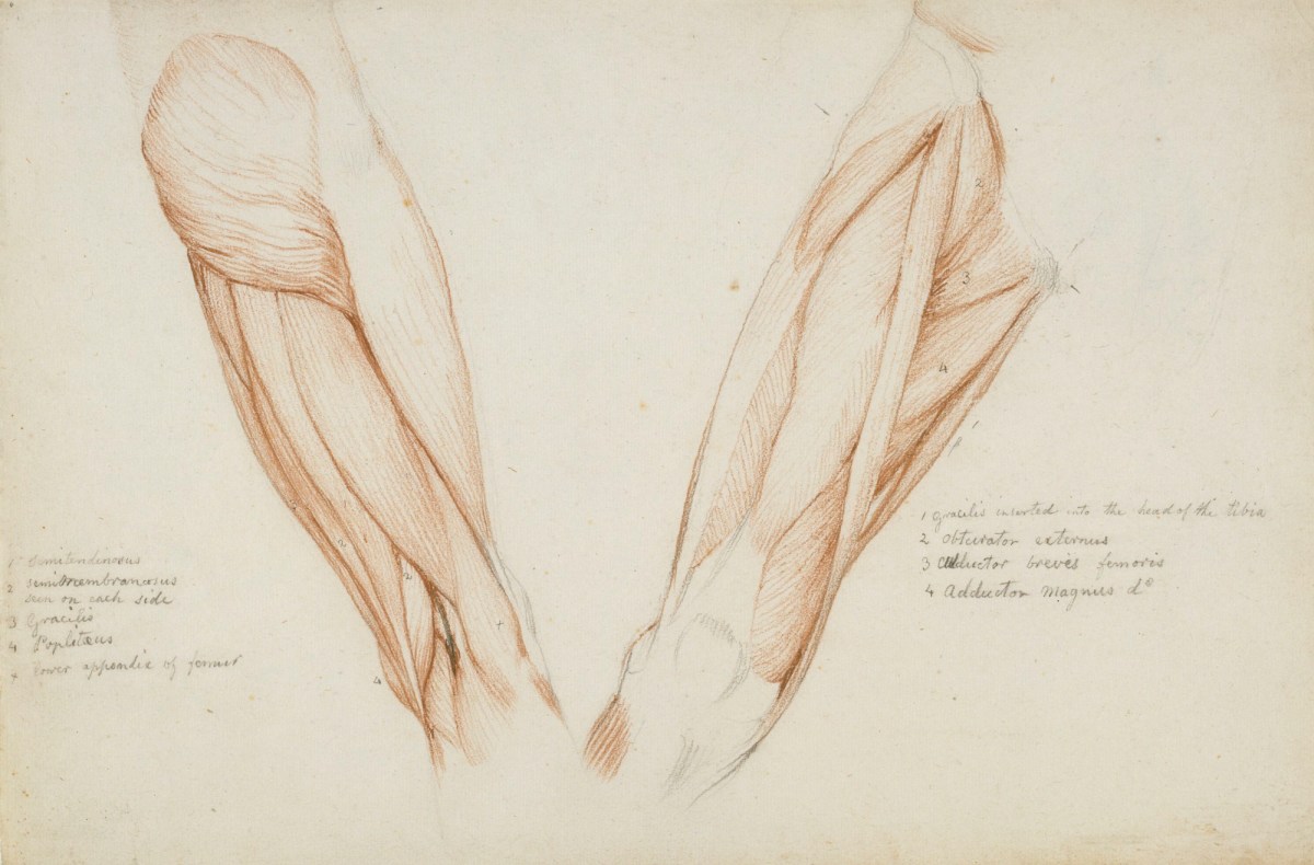 John Flaxman RA, Anatomical drawings of the muscles of the legs