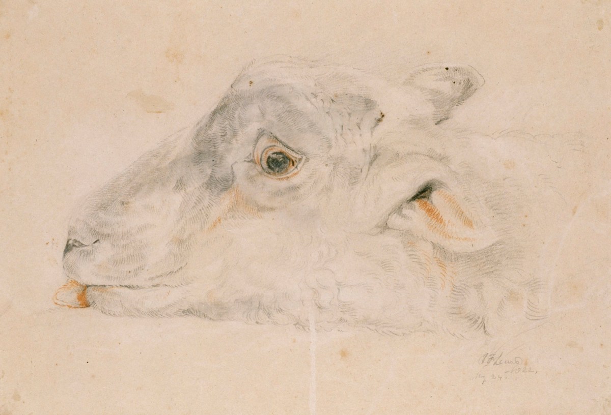 Head of a dead sheep viewed from the side Works of Art RA