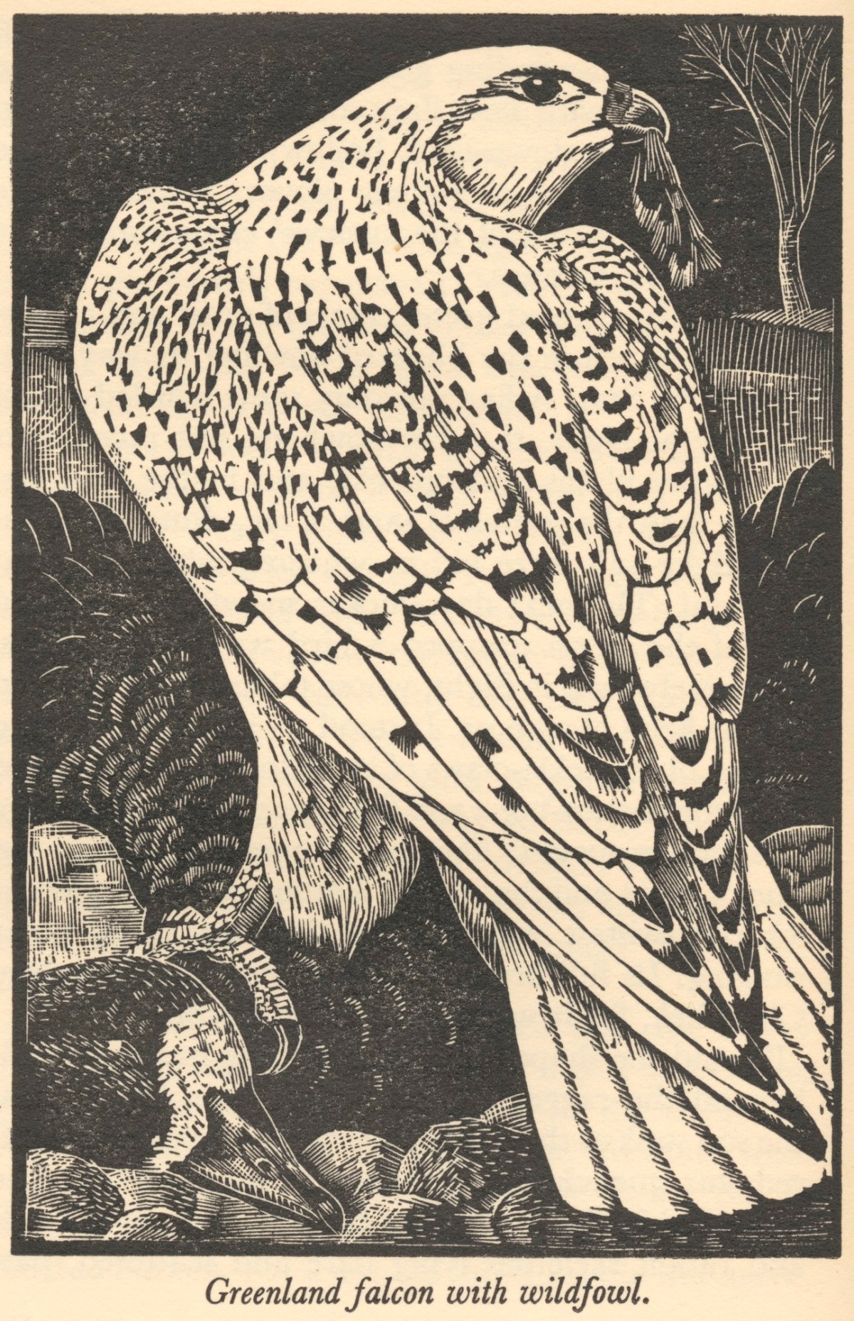 Anton Znaniecki ハヤブサ Falcon 絵画 Anton Znaniecki ハヤブサ Falcon 絵画