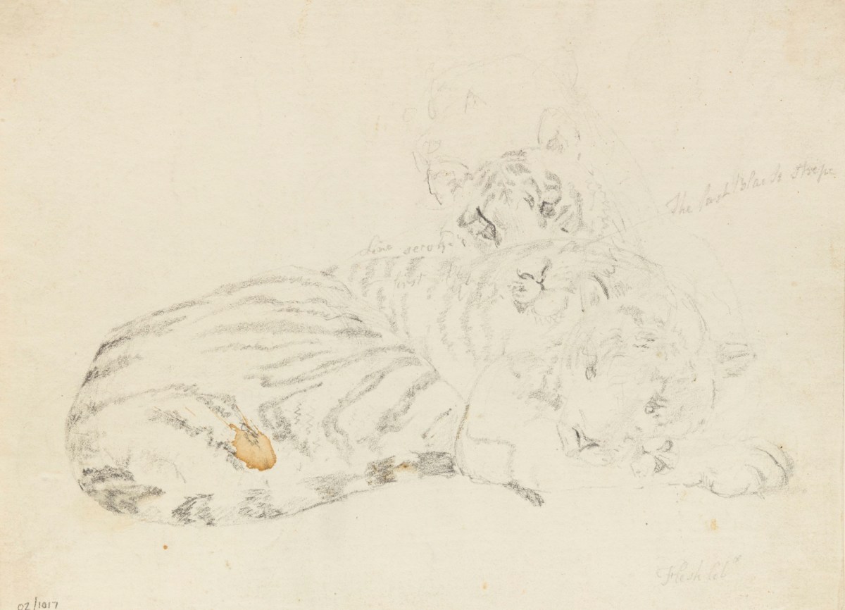 Philip Reinagle RA, A tiger lying down