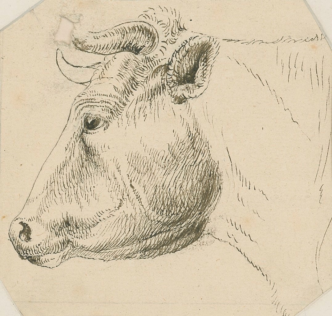Sir Edwin Landseer RA, Head of a bull