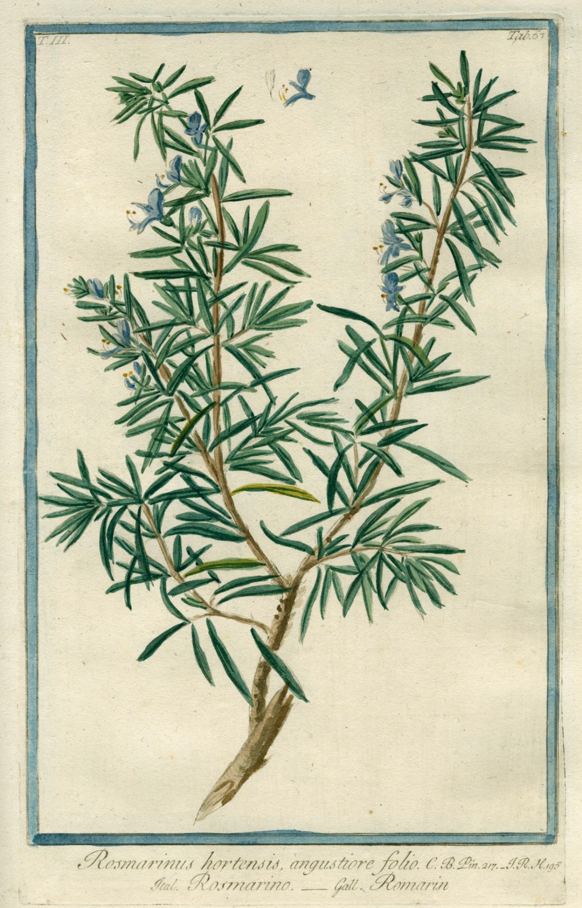Cesare Ubertini, Rosmarinus hortensis