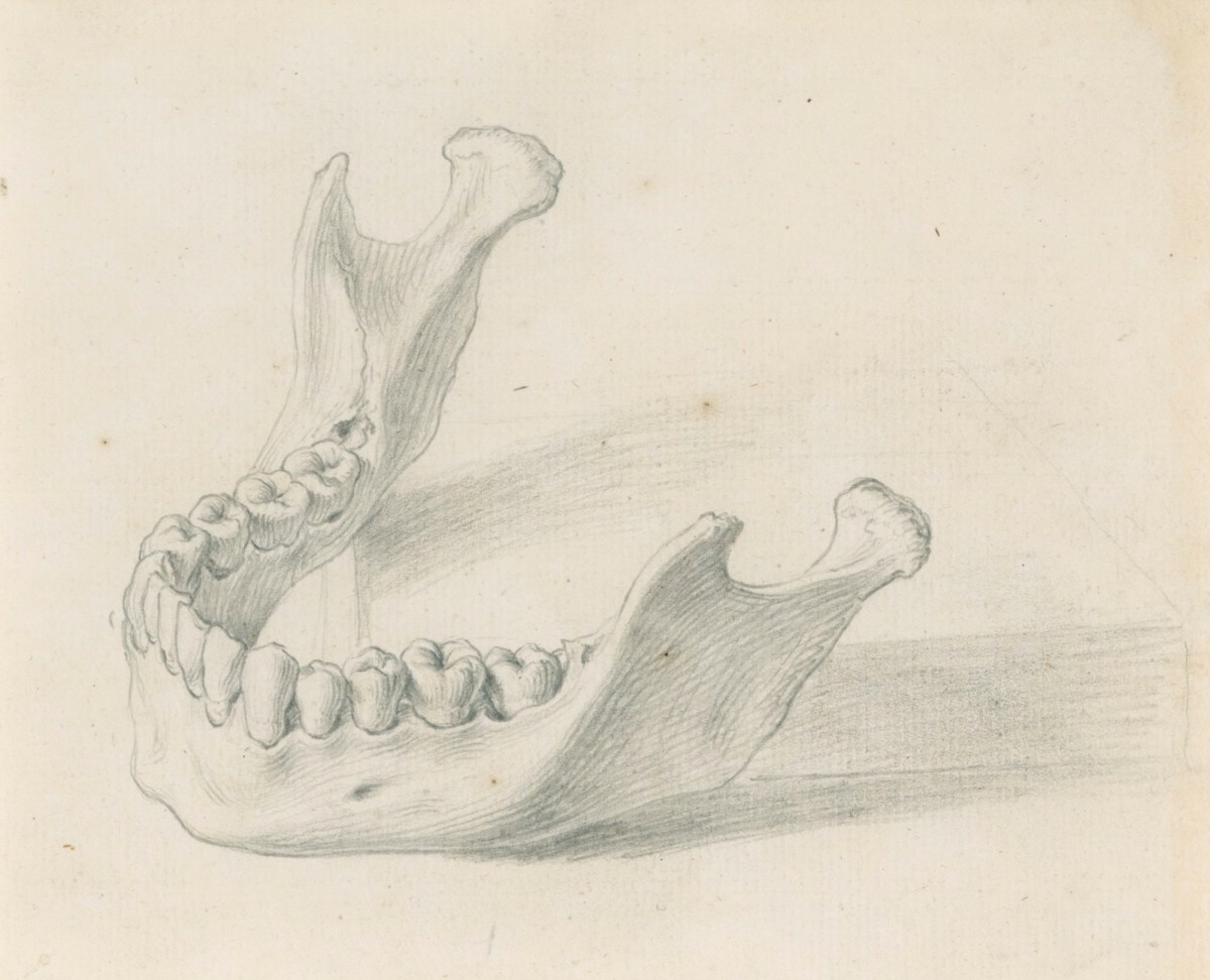 Gerard van der Gucht, The lower jaw with the teeth, for Cheselden's Osteographia