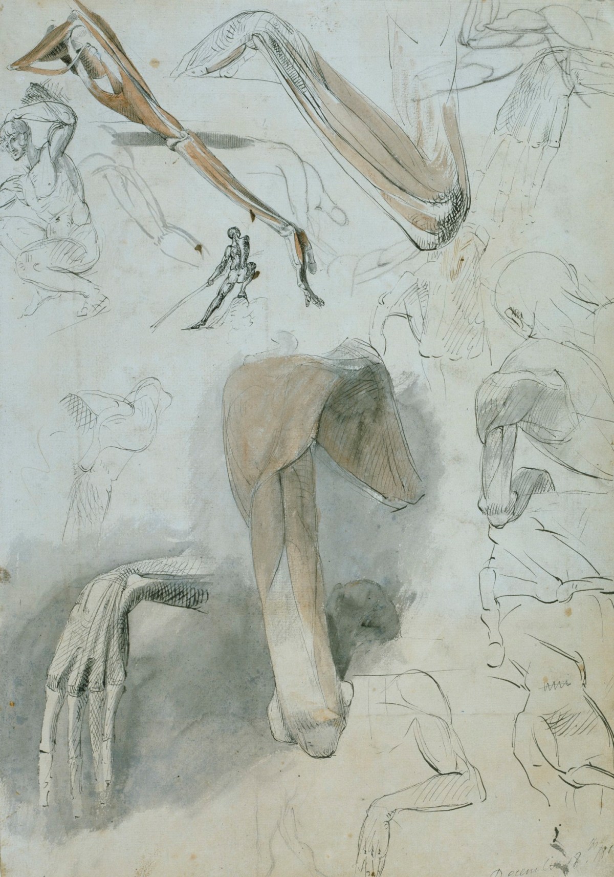Benjamin Robert Haydon, A sheet of anatomical drawings of the shoulder, arm and hand