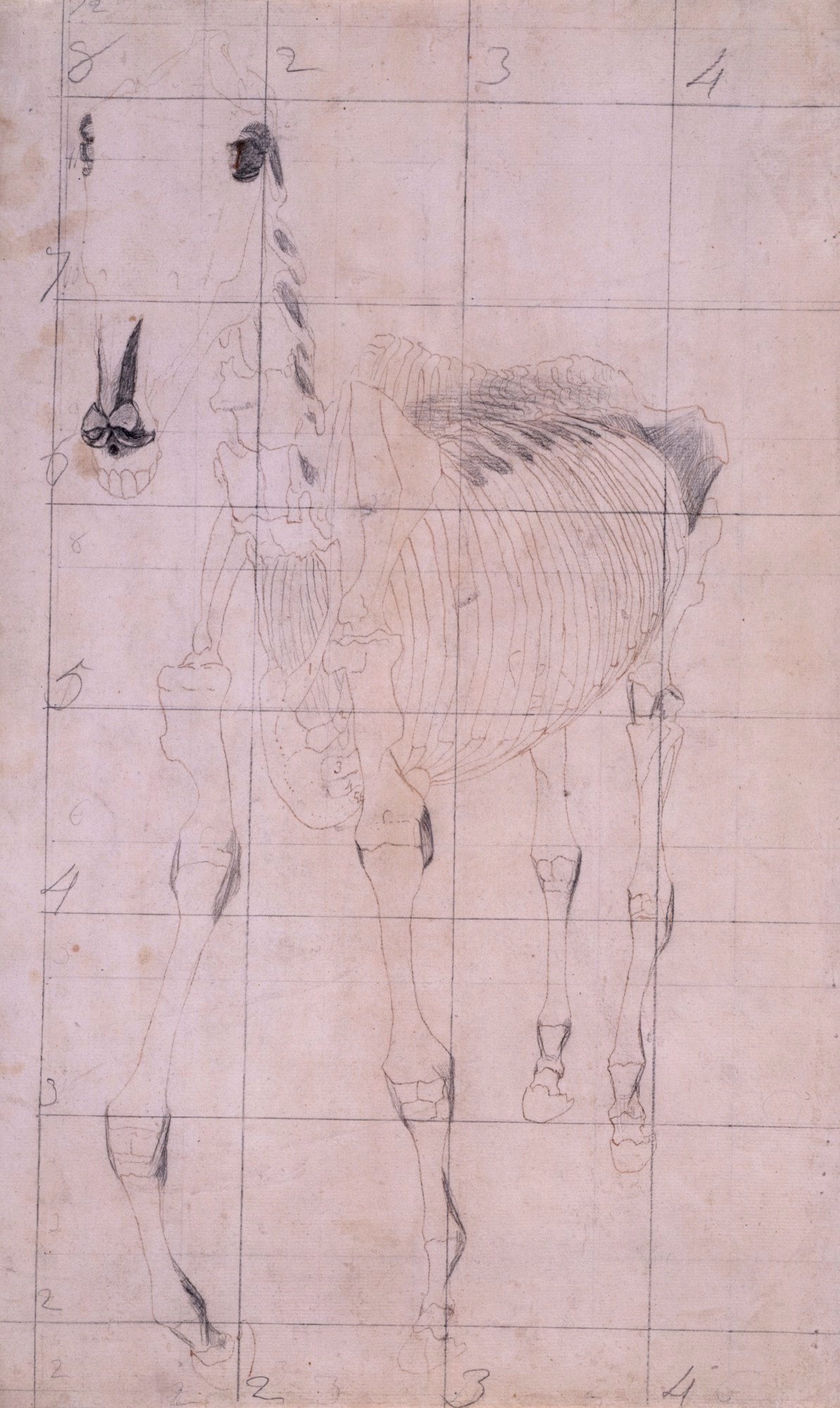 George Stubbs ARA, Working drawing for 'The Tenth Anatomical Table of the Muscles ... of the Horse'