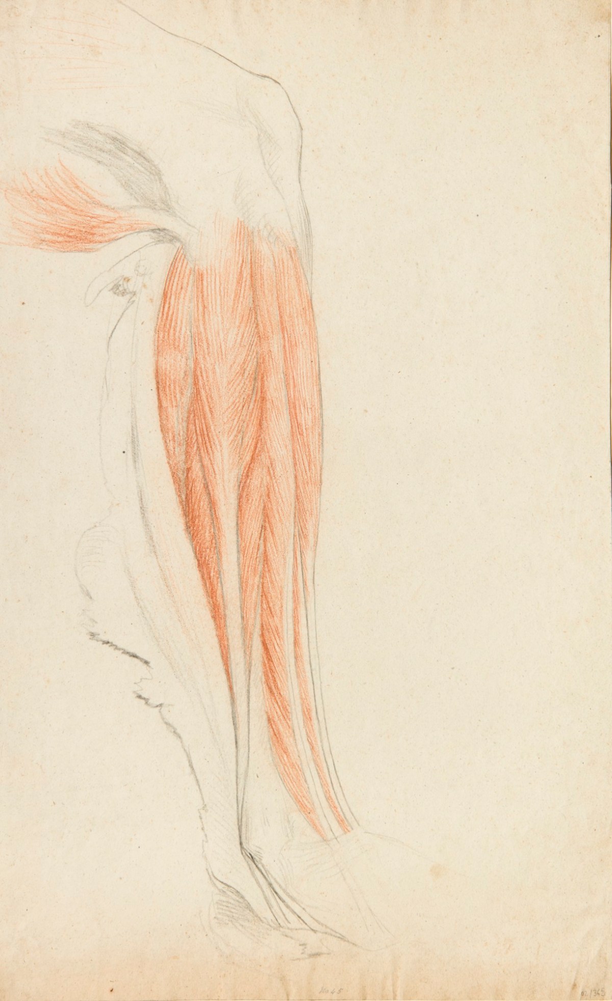 Benjamin Robert Haydon, Anatomical drawing of a leg