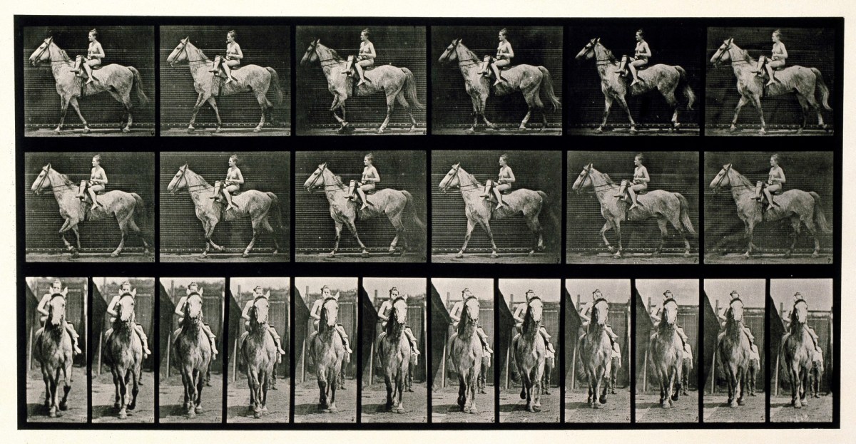 Eadweard Muybridge, Walking; saddle; female rider, nude; gray horse Tom
