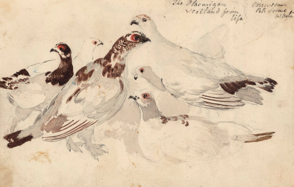 Philip Reinagle RA, A group of Ptarmigan