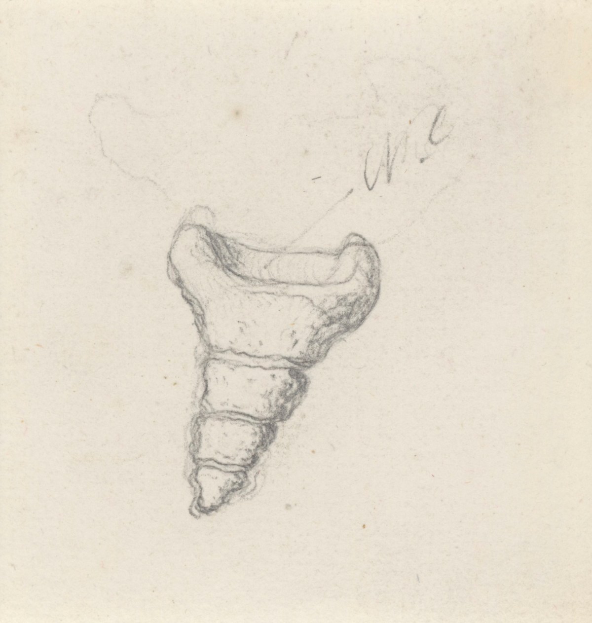 Gerard van der Gucht, External view of the coccyx, for Cheselden's Osteographia