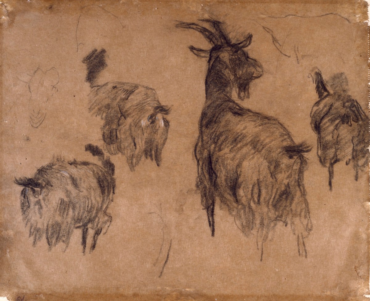 Working Goats - Collecting