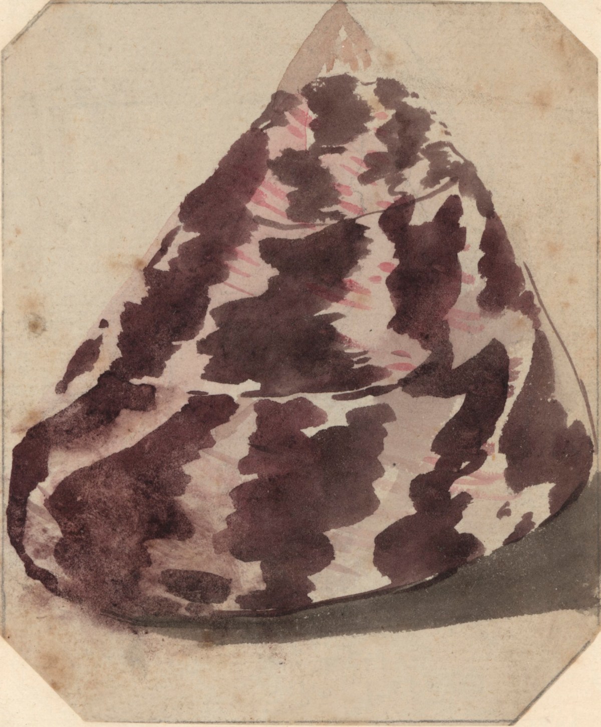 Philip Reinagle RA, A pink and purple shell