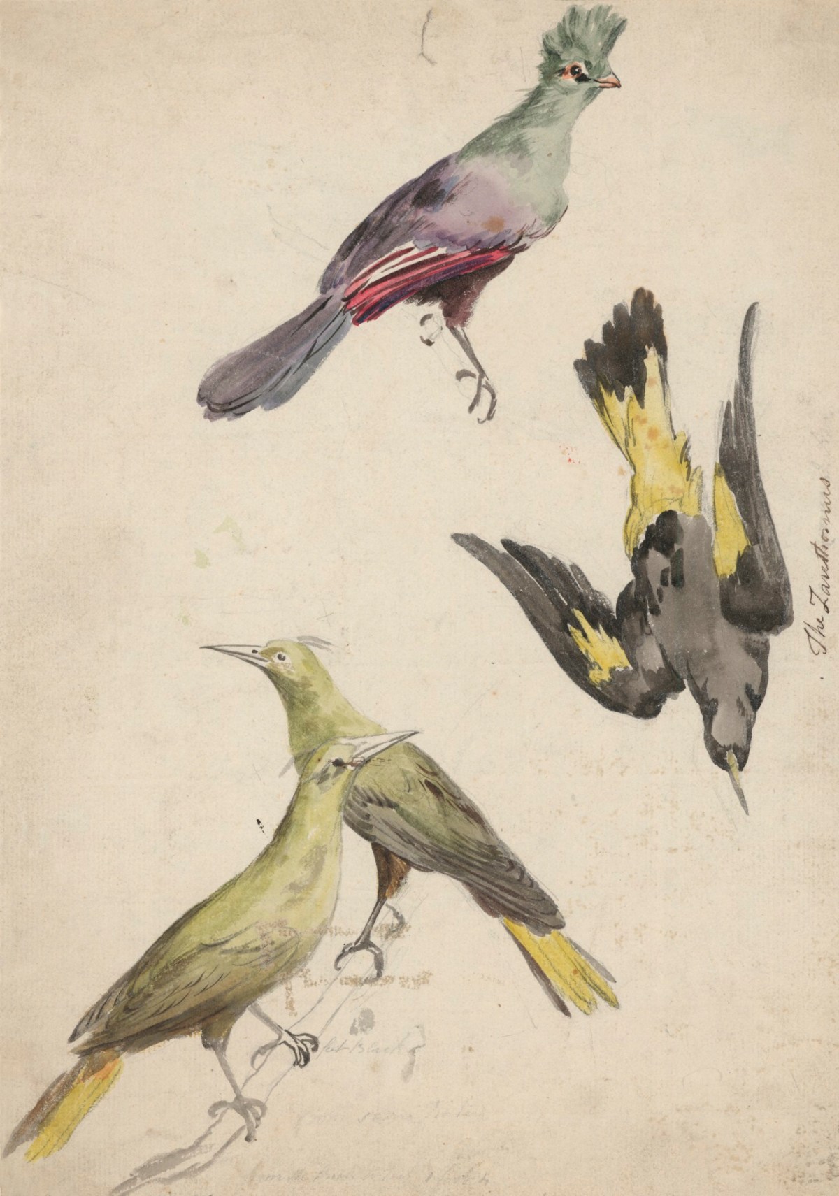 Four studies of birds | Works of Art | RA Collection | Royal Academy of Arts