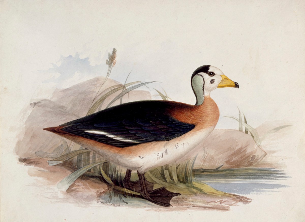 John Halphead Smith, A waterfowl in profile