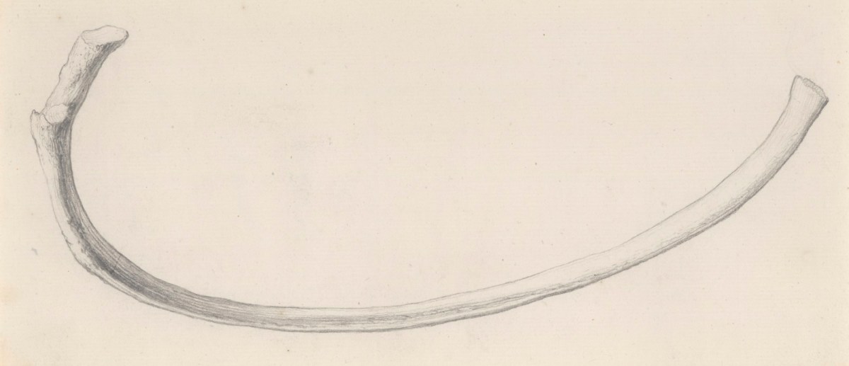 Gerard van der Gucht, The sixth upper rib, for Cheselden's Osteographia