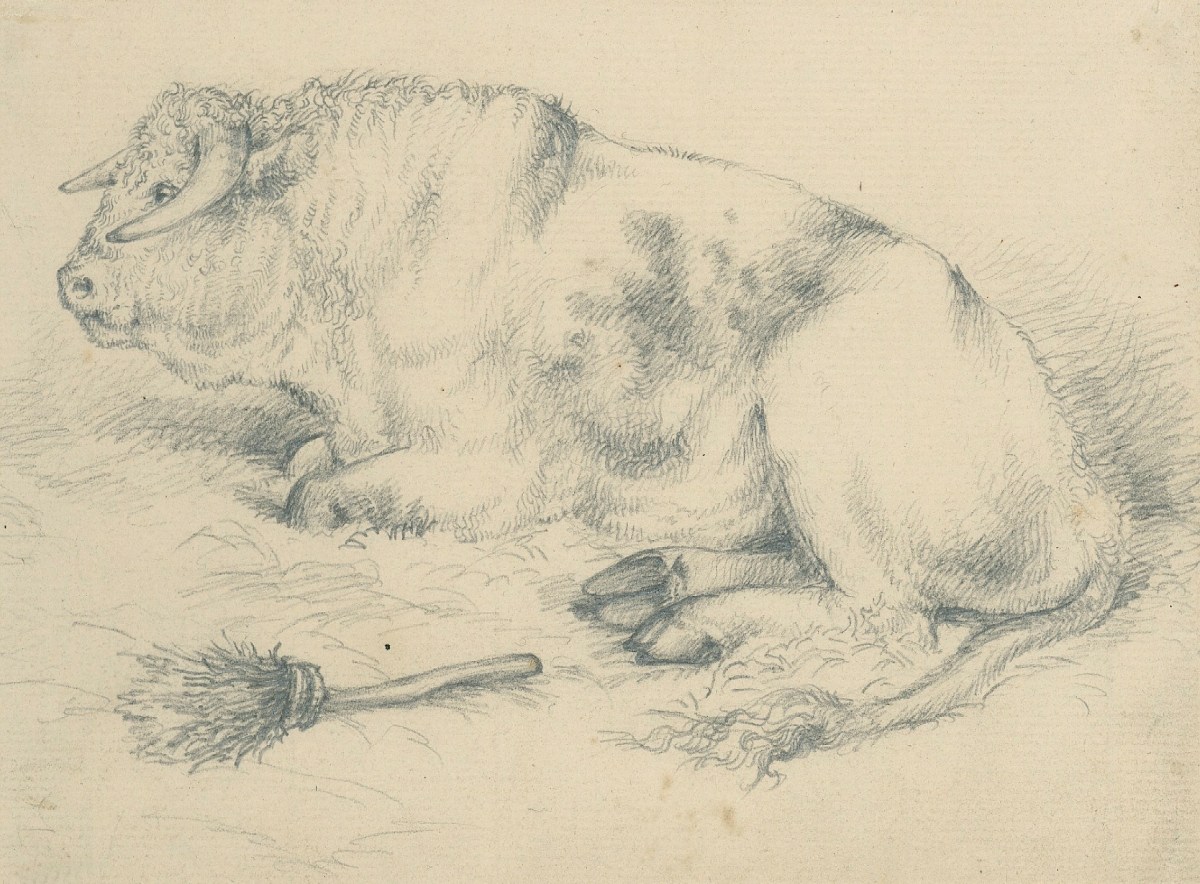 Sir Edwin Landseer RA, Short horn bull
