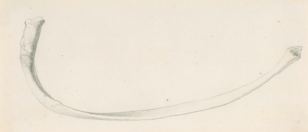 Gerard van der Gucht, The third lowest rib, for Cheselden's Osteographia