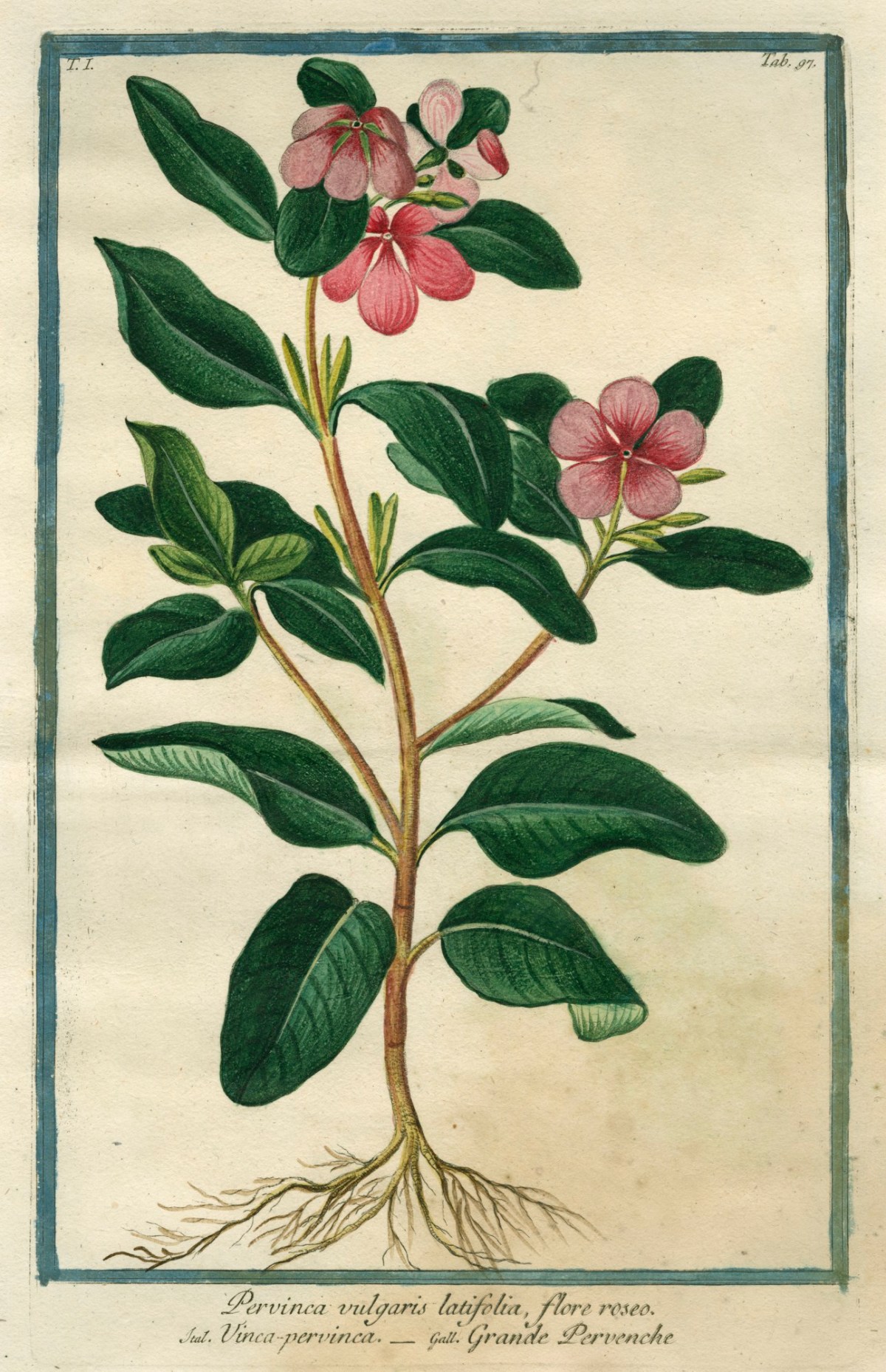 Cesare Ubertini, Pervinca vulgaris latifolia