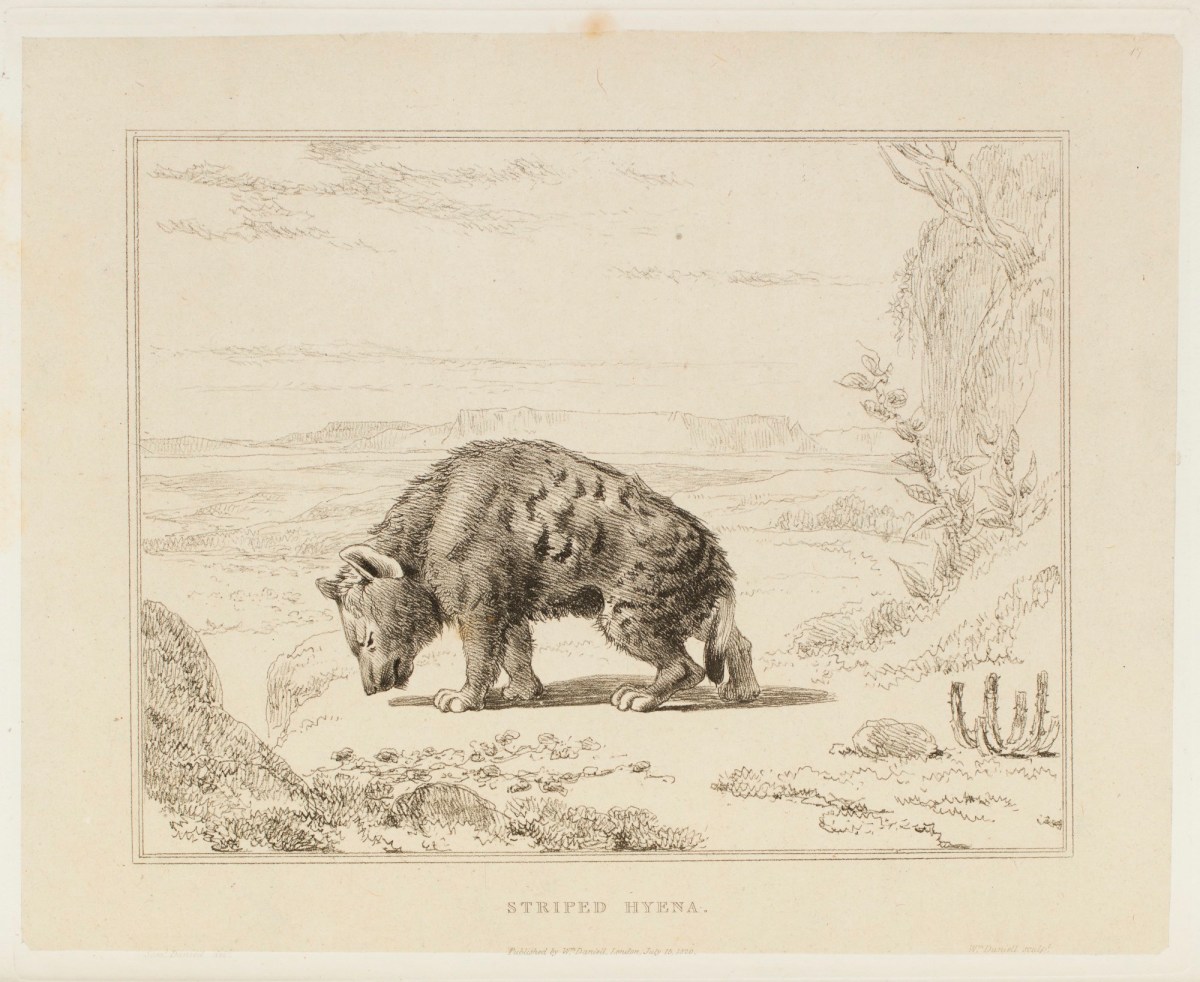 Samuel Daniell, The striped hyena
