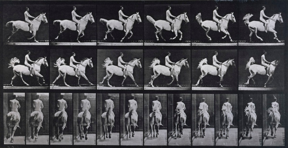 Eadweard Muybridge, Canter; saddle; rider, 43, nude; gray horse Smith