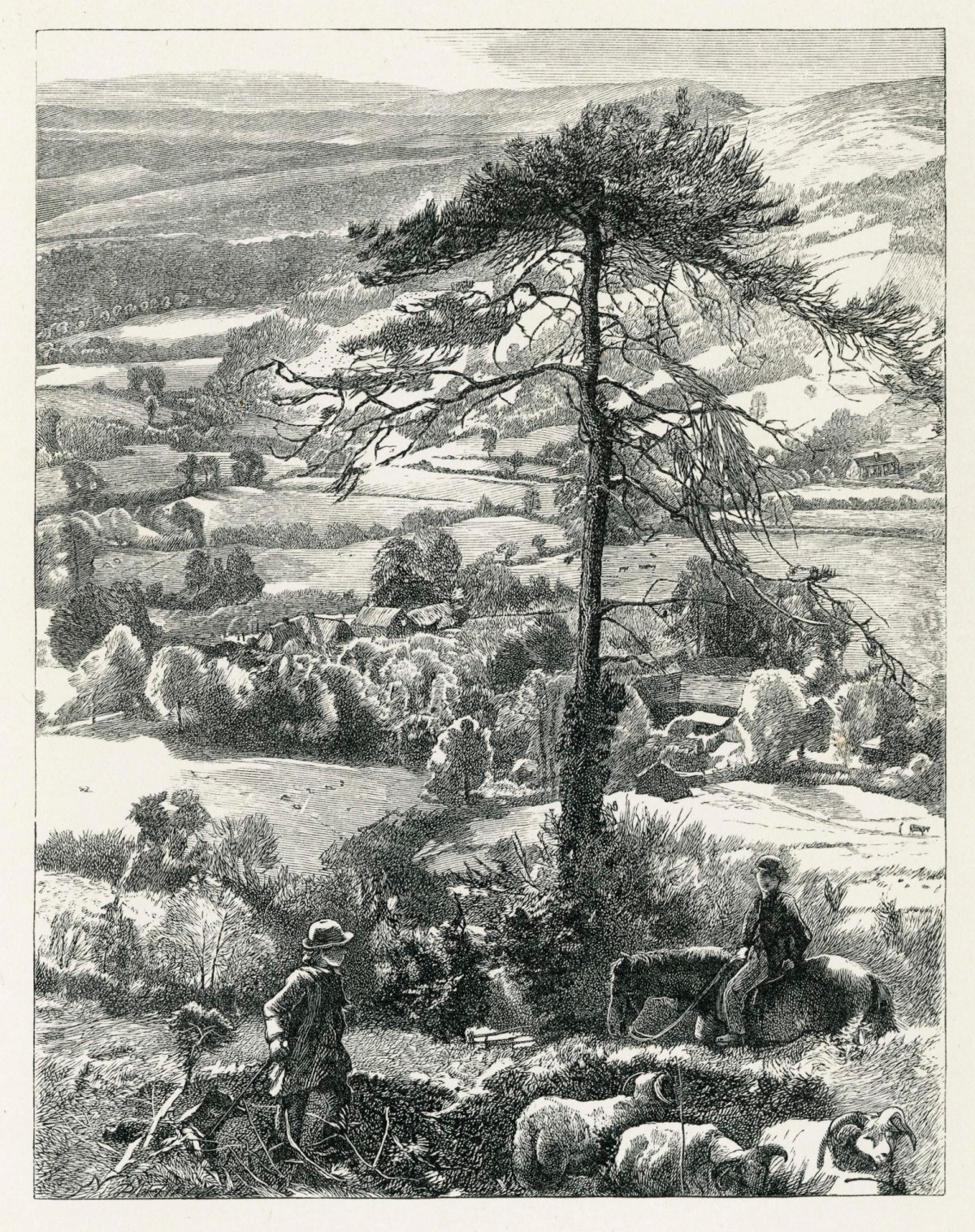 J.W. North ARA, The Visions of a City Tree