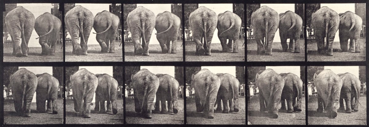 Eadweard Muybridge, Elephants; two, walking