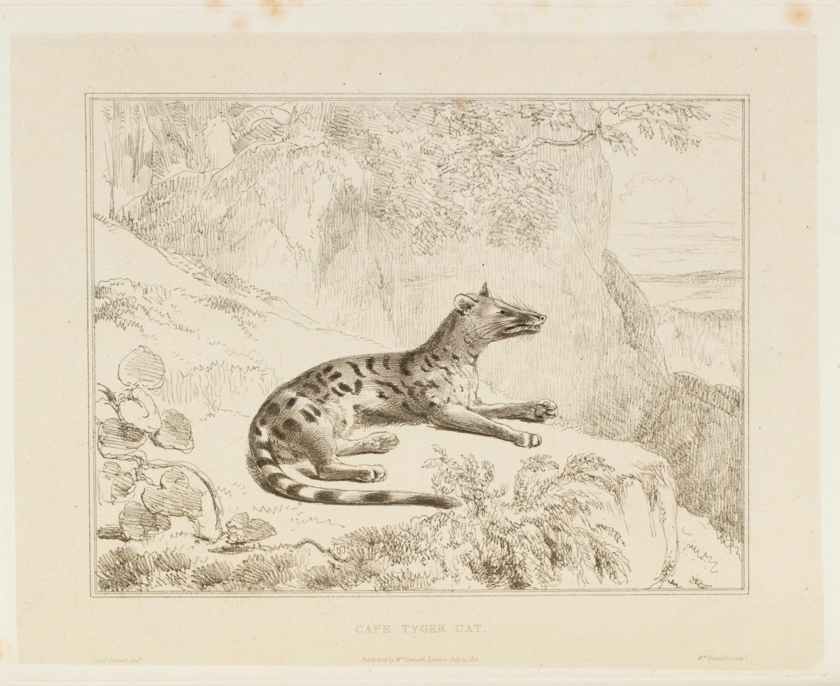 Samuel Daniell, The cape tiger-cat